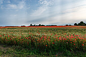 Corn field with poppies, Grahlhof, Ruegen, Mecklenburg-Vorpommern, Germany