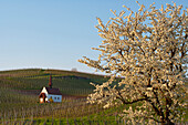Blühender Kirschbaum und Eichertkapelle in einem Weinberg, Jechtingen, Sasbach am Kaiserstuhl, Baden-Württemberg, Deutschland