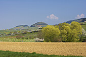 View from Laufen over vineyards towards Ballrechten and mountain Kastelberg, Markgraflerland, Black Forest, Baden-Württemberg, Germany, Europe