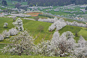 Kirschblüte bei Feldberg-Schalsingen, Frühling, Markgräflerland, Schwarzwald, Baden-Württemberg, Deutschland, Europa