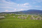 Cherry-blossom, Feldberg-Niedereggenen, Feldberg-Schalsingen, Mountain Blauen, Markgräflerland, Black Forest, Baden-Württemberg, Germany, Europe