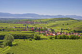 Blick über Weinberge nach Oberrotweil und Burkheim, Vogesen, Frühling, Kaiserstuhl, Baden-Württemberg, Deutschland, Europa