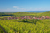 View over vineyards to Jechtingen, Sasbach am Kaiserstuhl, Baden-Wurttemberg, Germany