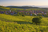 Blick über Weinberge auf Jechtingen, Sasbach am Kaiserstuhl, Baden-Württemberg, Deutschland