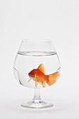 Aleta, Animal, Aquatic, Bowl, Cola, Copa, Cup, Damp, Eye, Eyes, Feeling, Fin, Fish, Fishes, Fresh, Glue, Humidity, Inside, Laps, Life, Living, Loneliness, Maintain, Maintenance, Nadar, Ojo, One, Only, Orange, Pequeño, Small, Solitude, Solo, Space, Sweet, 