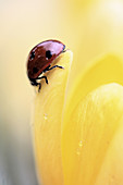 Seven spot ladybird walks the rim of crocus petal  Coccinella septempunctata The beetle has raindrops glistening on her back from an overnight rainfall  Yellow crocus of early spring  The beetles just came out of hibernation under the crocus  Crocus has