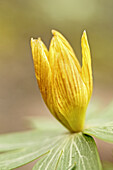 Eranthis hyemalis, winter aconite budding before bloom  The plant likes alkaline soil and is good for rock gardens and edges  Blooms early at close of winter