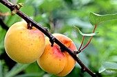 Pair of ripening apricots on a branch, Prunus armeniaca Sirrounded by leaves  Apricots, a very important fruit of European commercial and domestic markets  The fruit originated in India and transferred to Armenia along the Silk Road  Alexander the Great a