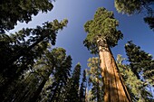 USA, California, Sequoia National Park, Grant Grove Trail