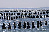Mussel beds in the Mont St. Michel bay. Manche, Basse-Normandie, France