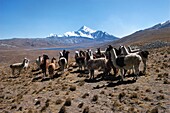 Bolivia, La Paz environs, The altiplano at Chacaltaya