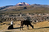 Bolivia, Salar of Uyuni, Lamas and Thunupa volcano