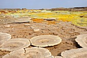 Ethiopia, Afar region, Danakil depression, Dallol, Volcanic formations  Dallol is a volcanic explosion crater which was formed during a phreatic eruption in 1926, This crater and other similar ones nearby are the lowest known subaerial volcanic vents in t