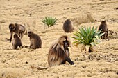 Ethiopia, Simien Mountains National Park, Gelada baboons
