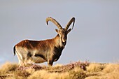 Ethiopia, Simien Mountains National Park, Walia ibex