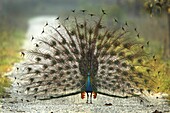 Peacock dancing Pavo cristatus  Manas National Park, India