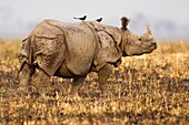 Great Indian Rhinoceros  Rhinoceros unicornis  at Kaziranga National Park A World Heritage Site at Assam, India