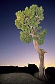 California juniper tree Juniperus californica at dusk with silhouetted mountains, Joshua Tree National Park, California, USA