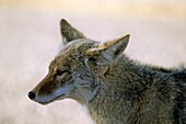 Profile of a Coyote Canis latrans in Joshua Tree National Park, California, USA