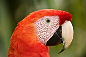 Profile of a Scarlet Macaw Ara macao in the Osa Peninsula, Costa Rica