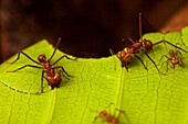 Leaf-cutter ants Atta cephalotes cutting leaf fragments in Costa Rica