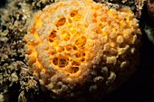 Orange Puffball Sponge Tethya aurantia in the California Channel Islands National Park, USA