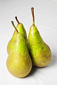 Three English Conference Pears on a White Background