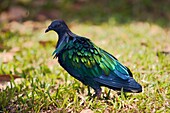 Nicobar pigeon  Scientific name: Caloenas nicobarica  Kuala Lumpur Bird Park, Malaysia