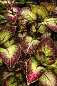 Coleus plant during the summer months at Prescott Park in Portsmouth, New Hampshire USA