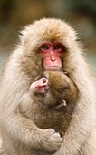 Japanese Macaque Macaca fuscata snow monkey Nagano Japan
