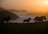 Caballos corriendo por la costa de Cantabria al atardecer
