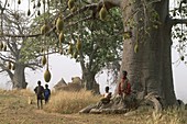 baobab,pays otammari ou somba,region de l´Atakora,Benin,Golfe de Guinee,Afrique de l´ouest,Gulf of Guinea,West Africa