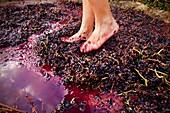 Feet mashing grapes  Grape harvest festival  Alava  Basque country  Spain