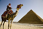 Camel rider renting camels to tourists around Gizeh pyramids  Egypt