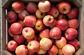 Gala Apples at Catoctin Mountain Orchard, Thurmont Maryland
