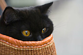 Black, British Shorthair, Cat, Eyes, Female, Yellow, Young, X4A-892987, agefotostock 