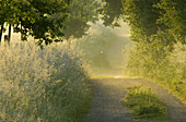 2000, Alley, Braunschweig, Fog, Germany, Lower saxony, Meadow, Morning, Natura, Niedersachsen, Road, X4A-894349, agefotostock 