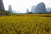 Chine, Province du Guangxi, region de Guilin, riziere et montagnes en forme de pains de sucre, region de Yangshuo // China, Guangxi province, Guilin, Karst Mountain Landscape and rice field around Yangshuo
