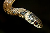 Detalle de culebra de collar joven  Portrait of a young grass snake  Natrix natrix  Pontevedra, España