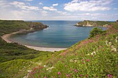 The Flowers of the Red Valerian Centranthus ruber grow on the chalk cliffs and buildings of Lulworth Cove Dorset