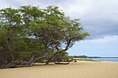 Blick auf Bäume und Menschen am Strand, Big Beach, Insel Maui, Hawaii, USA, Amerika