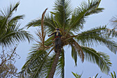 A man pruning a coconut tree, Maui, Hawaii, USA, America