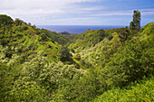 Blick über Regenwald zum Meer, Insel Maui, Hawaii, USA, Amerika