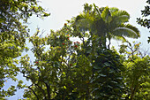 Blick von unten auf Bäume in tropischen Wald, Big Island, Hawaii, USA, Amerika