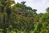 Bäume im tropischen Wald im Sonnenlicht, Big Island, Hawaii, USA, Amerika