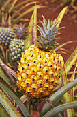 Close up of a pineapple at Dole plantation Hawaii, Oahu, Hawaii, USA, America