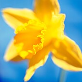 beautiful spring daffodil, the epitome of spring - fine art photography © Jane-Ann Butler Photography JABP290 RIGHTS MANAGED