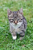 Cat, young grey striped kitten in garden