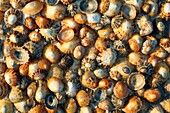 Common Limpet Shells Patella vulgata, on coast at Bamburgh, Northumberland, England