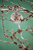 Harvest Mouse Micromys minutus, climbing around between dead plant stalks